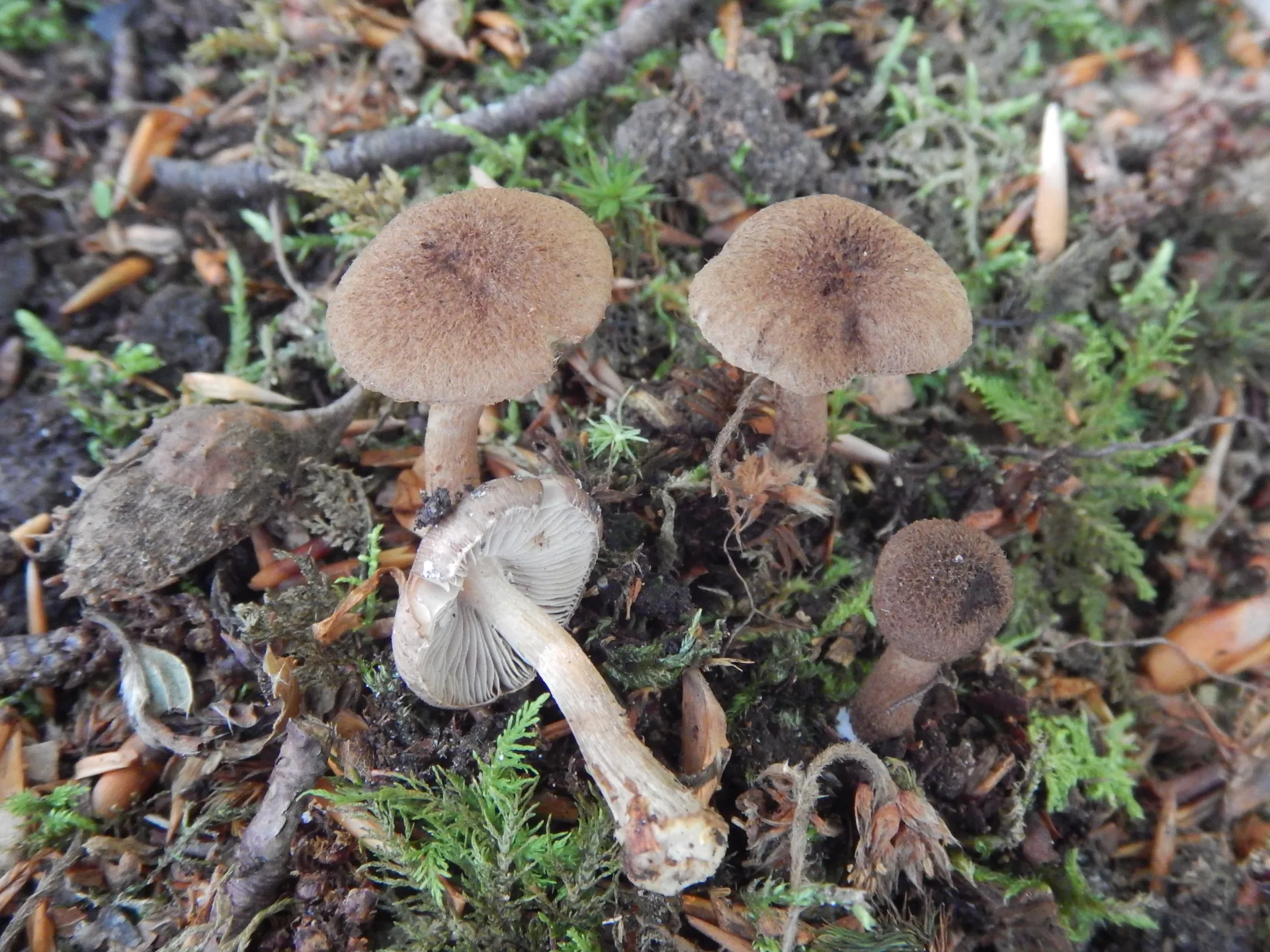 Inocybe ovatocystis, 23-07-27